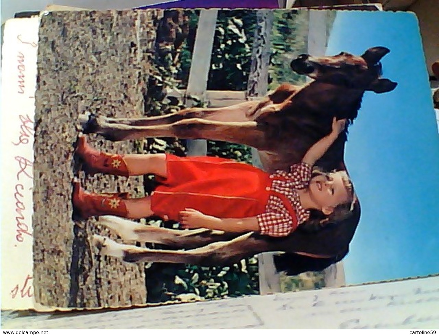 CAVALLO HORSE PULEDRO E  BAMBINA  VB1966 GU2884 - Cavalli