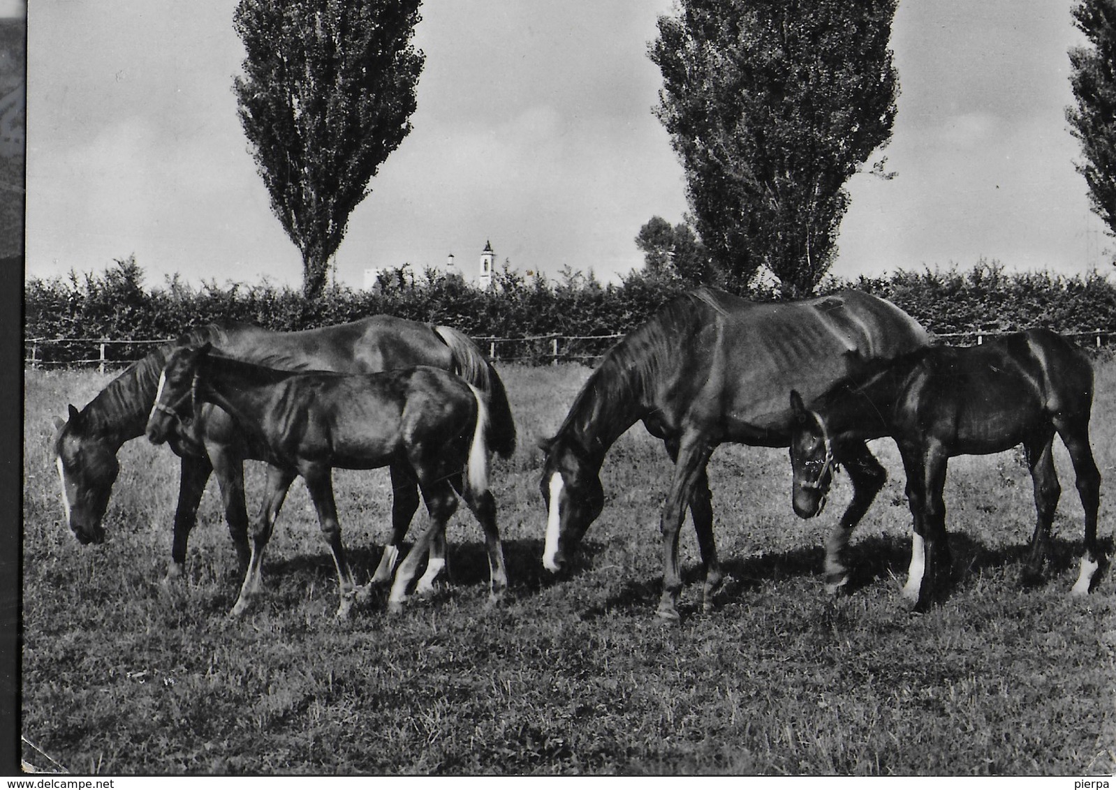 CAVALLI AL PASCOLO - BROMOFOTO MILANO - VIAGGIATA DA CREMONA 1960 - Horses