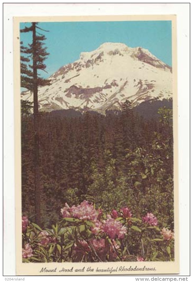 Etats Unis -OR - Mount Hood, And Beautiful Rhododendron -   Achat Immédiate - Autres & Non Classés