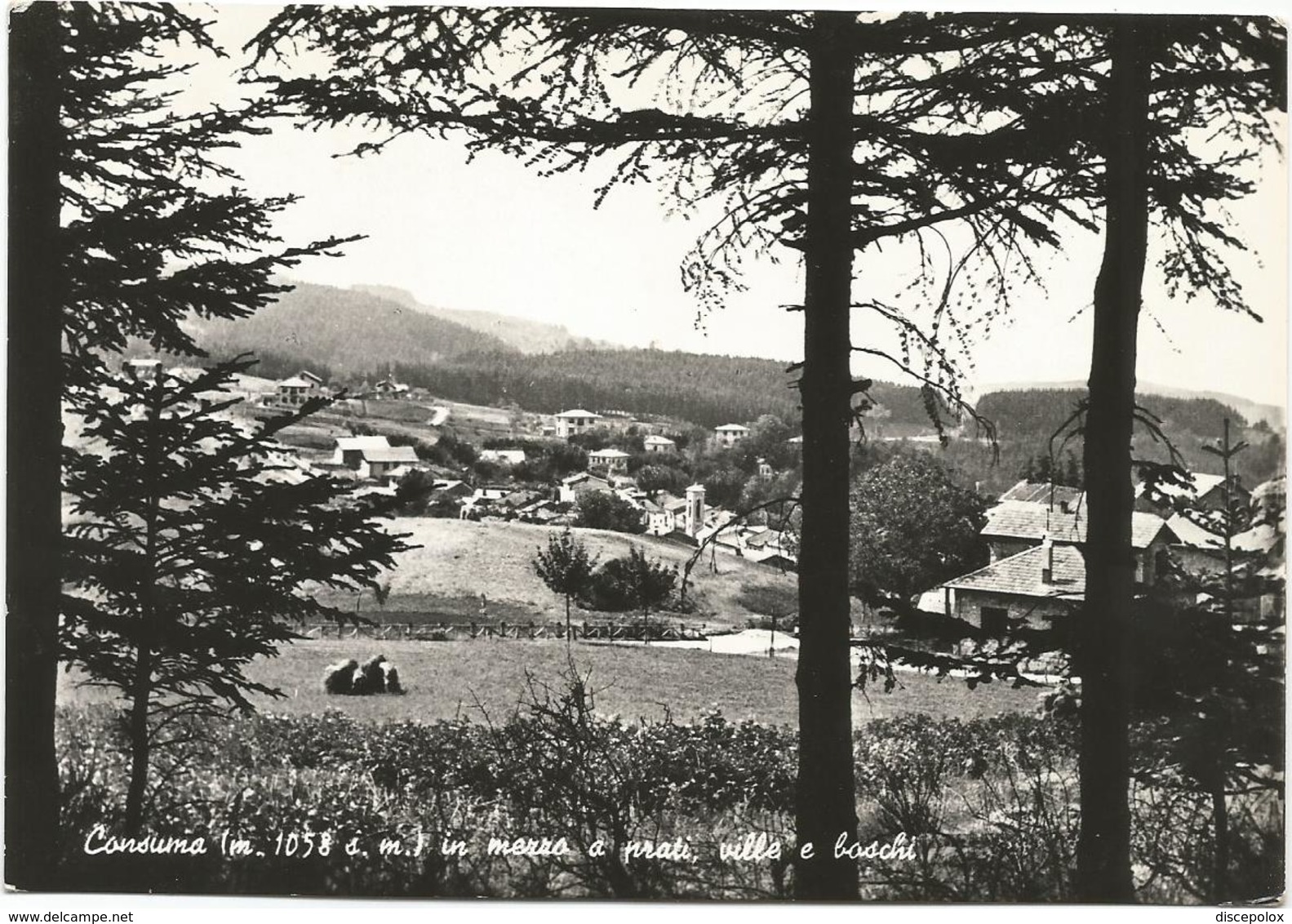 X3699 Consuma (Arezzo) - Pelago Montemignaio Rufina - Panorama / Viaggiata 1956 - Altri & Non Classificati