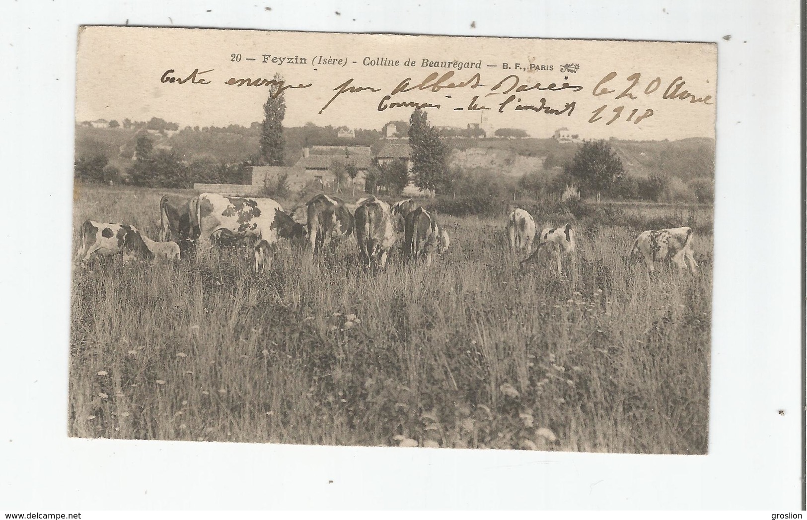 FEYZIN (RHONE) 20 COLLINE DE BEAUREGARD (VACHES BROUTANT) 1918 - Feyzin