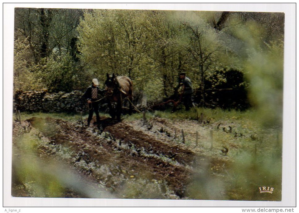 REF 325  :  CPSM Le Travail De La Terre Hersage  SUDRES Cap Théojac - Autres & Non Classés