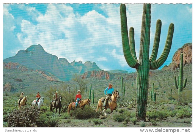 Cactus &amp; Desert Horseback Riders - Cactusses
