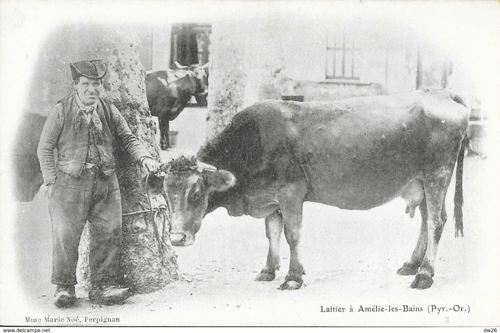 Laitier à Amélie-les-Bains (Pyrénées Orientales) - Edition Mme Marie Noé - Carte Dos Simple Non Circulée - Bauern
