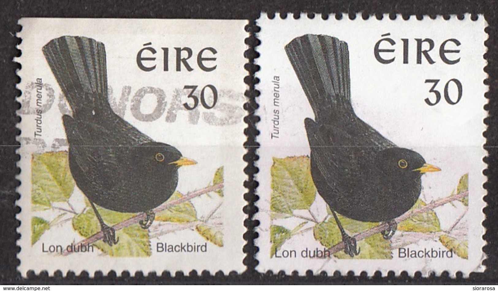 Irlanda 1997... Birds Uccelli  Merlo Blackbird Turdus Merula Ireland Eire Used - Gebraucht