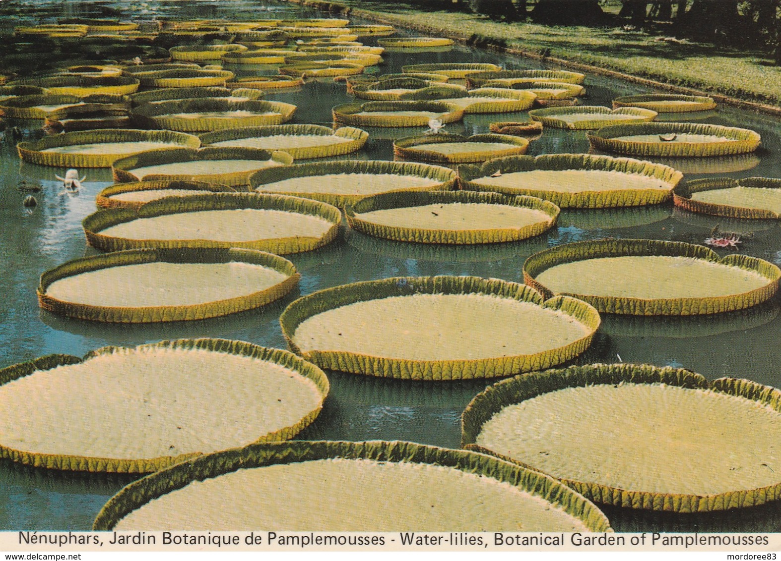 NENUPHARS JARDIN DE BOTANIQUE DE PAMPLEMOUSSES - 2 SCANS - Maurice