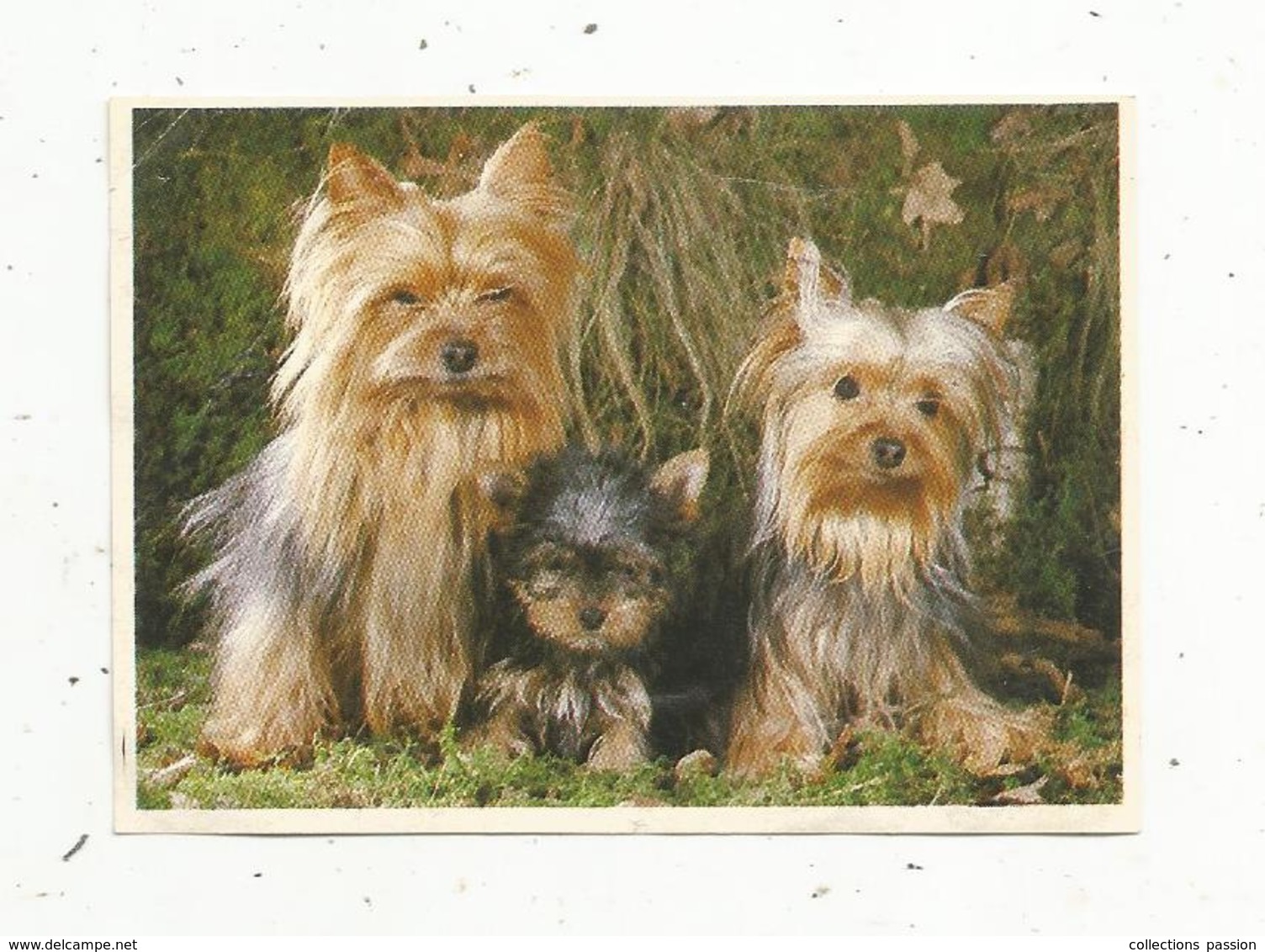 Image , POULAIN , N° 19 , Série 28 , Chiens , LE YORKSHIRE-TERRIER , 2 Scans - Poulain