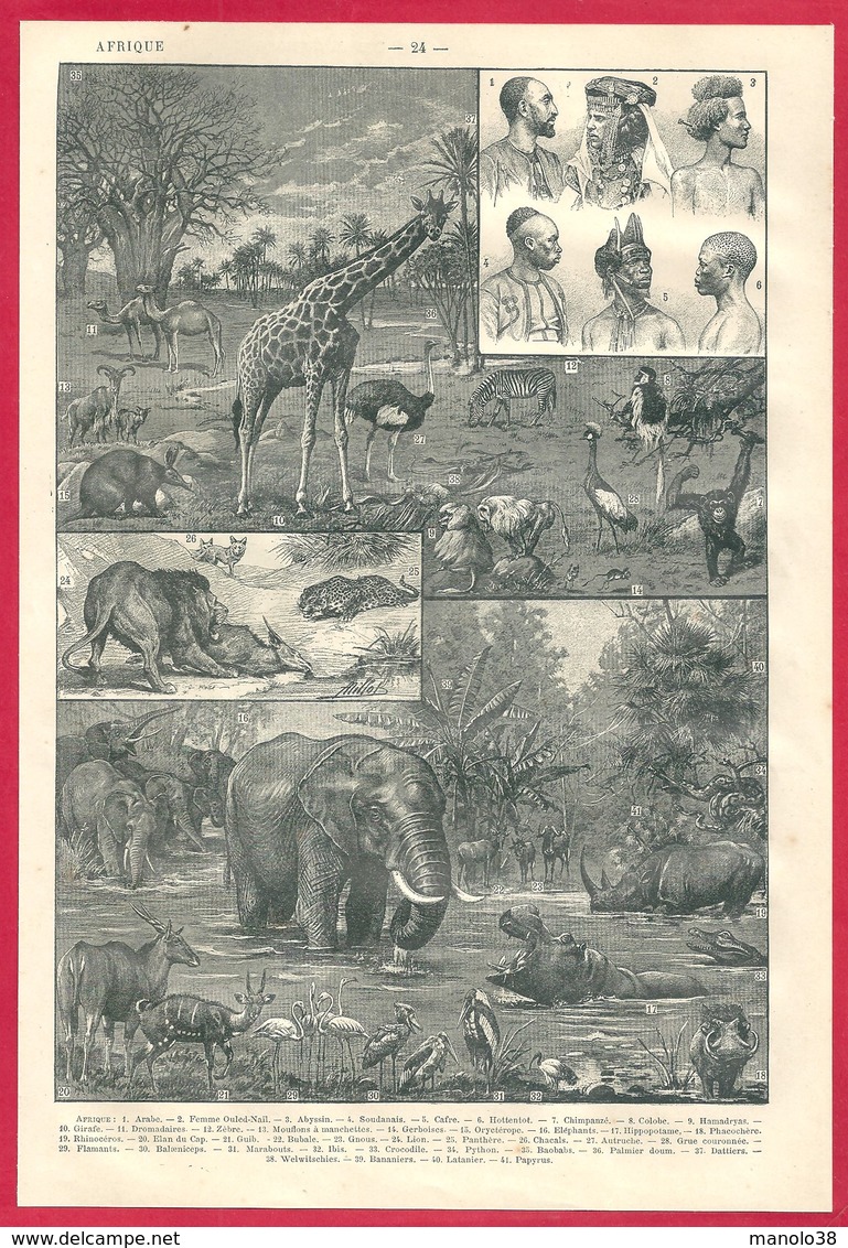 Carte Générale De L'Afrique, Recto, Scènes Des Peuples Et Animaux D'Afrique, Illustration Millot, Verso, Larousse 1908 - Autres & Non Classés