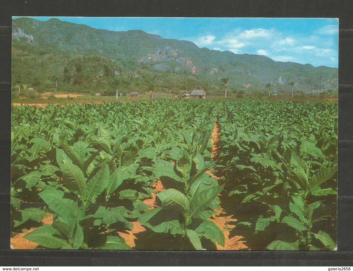 CUBA - TABACCO PLANTATION  - POST  CARD   - D 2544 - Tabac