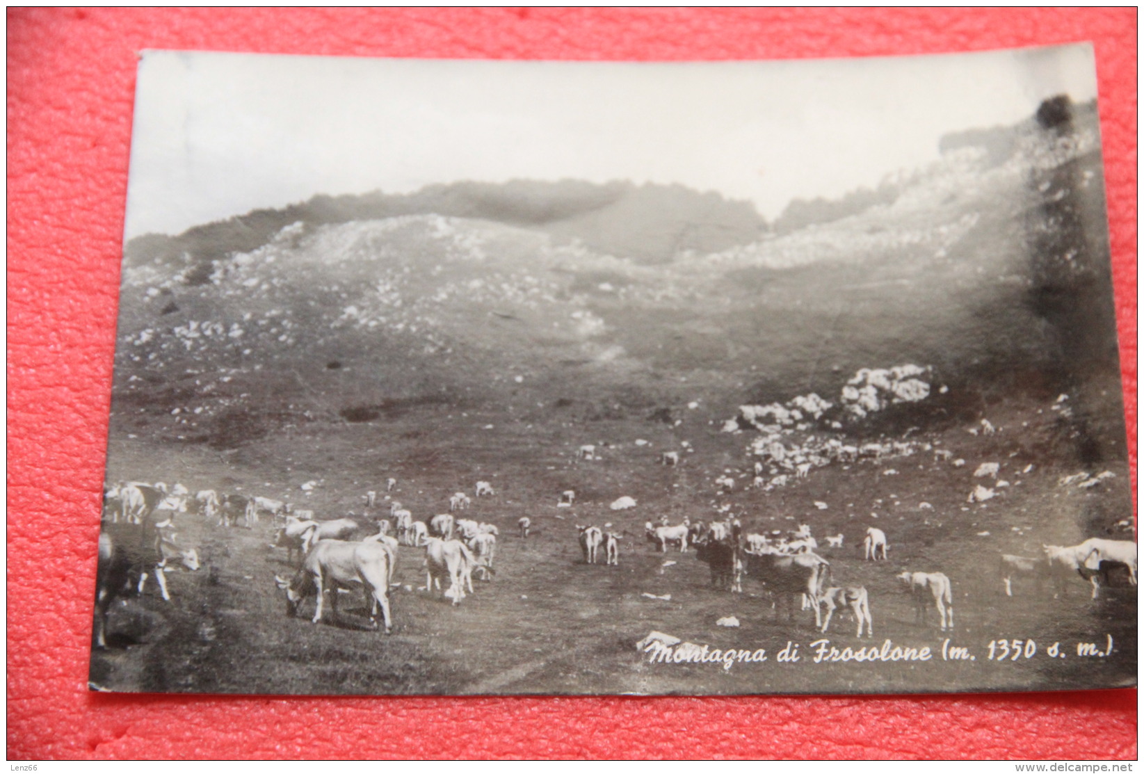 Montagna Di Frosolone Campobasso Scene Agreste 1963 - Other & Unclassified