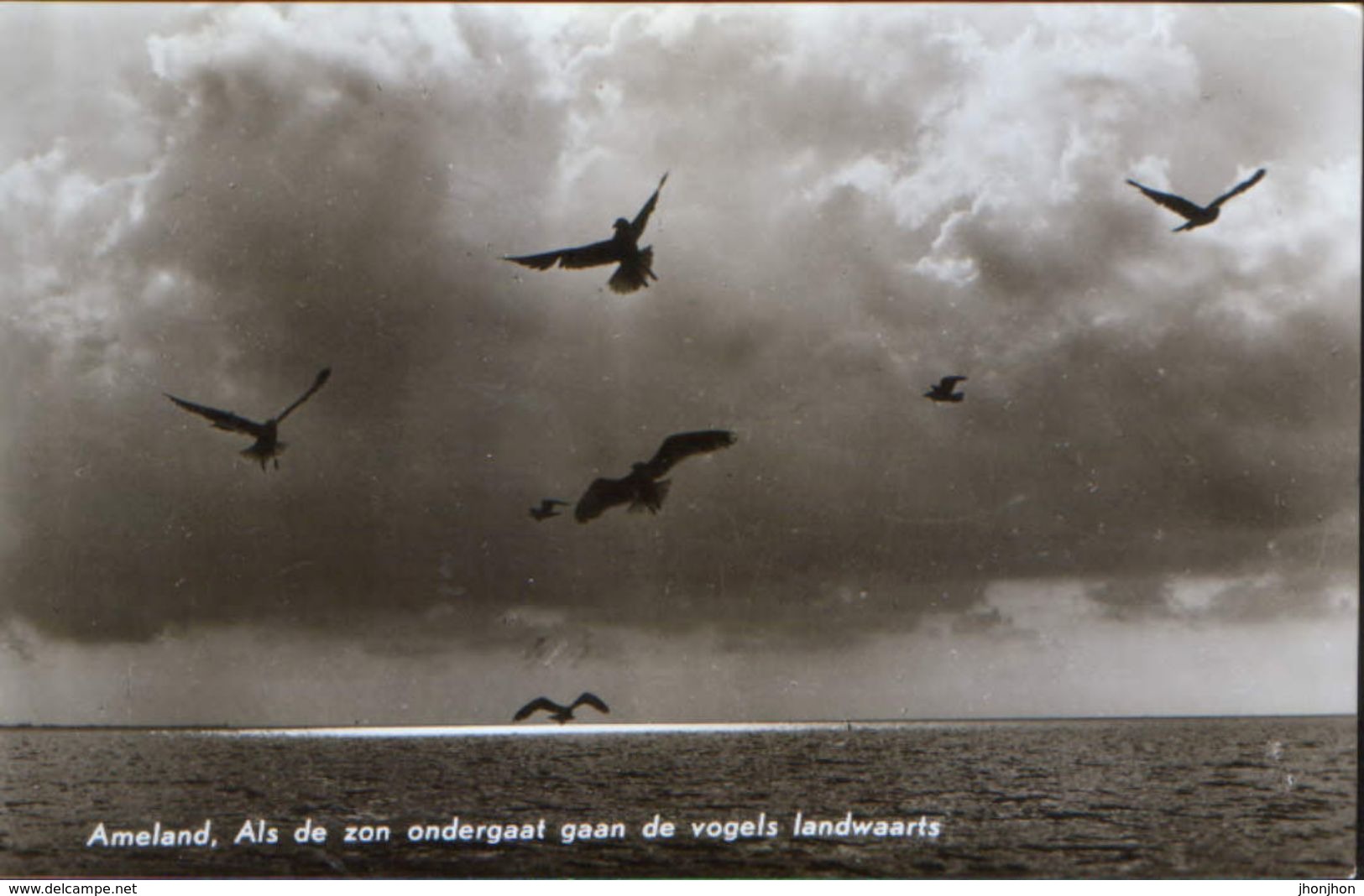 Nederland  - Postcard Unused  - Ameland - When The Sun Sets, The Birds Go Landward; Seagulls - Ameland
