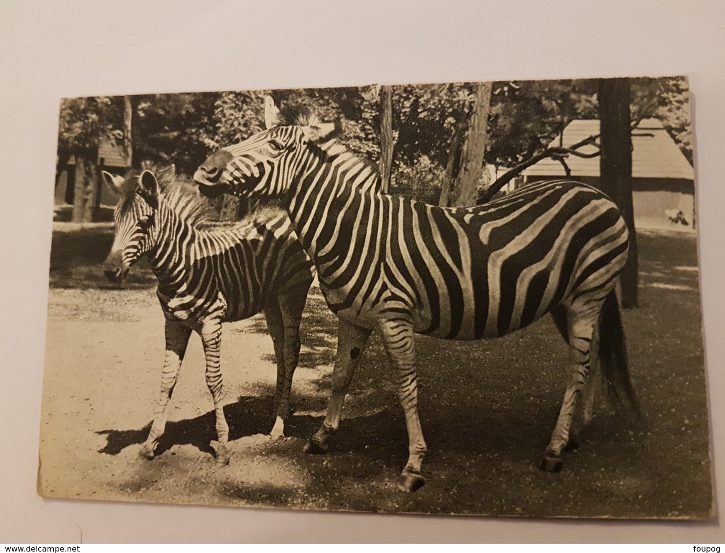 CPA ZEBRE PARC ZOOLOGIQUE BOIS DE VINCENNES - Cebras