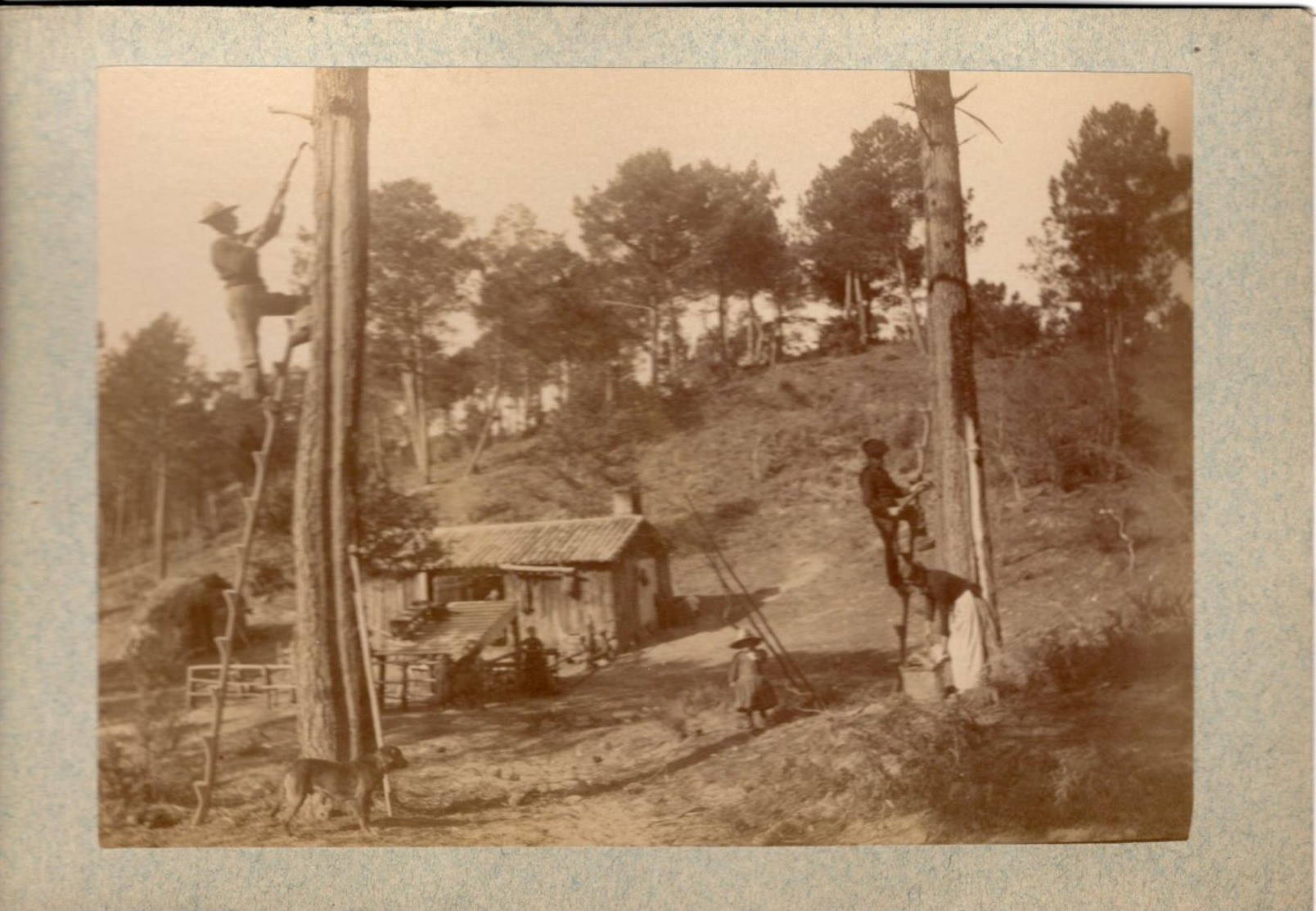 ARCACHON // PHOTOGRAPHIE ANCIENNE DE GEMMEURS EN PLEINE RECOLTE - Mestieri