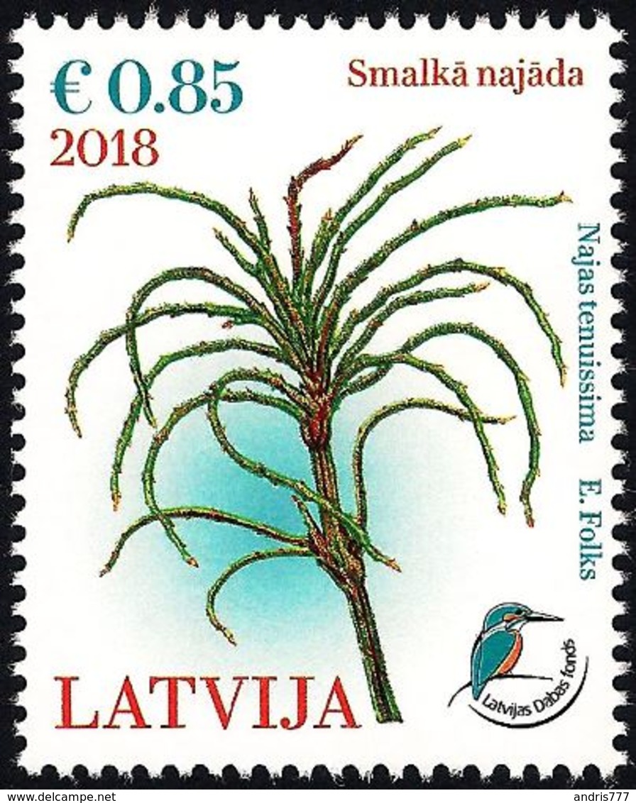 Latvia Lettland Lettonie 2018 (11) Aquatic Plant - Najas Tenuissima - Bird - Kingfisher - Latvia