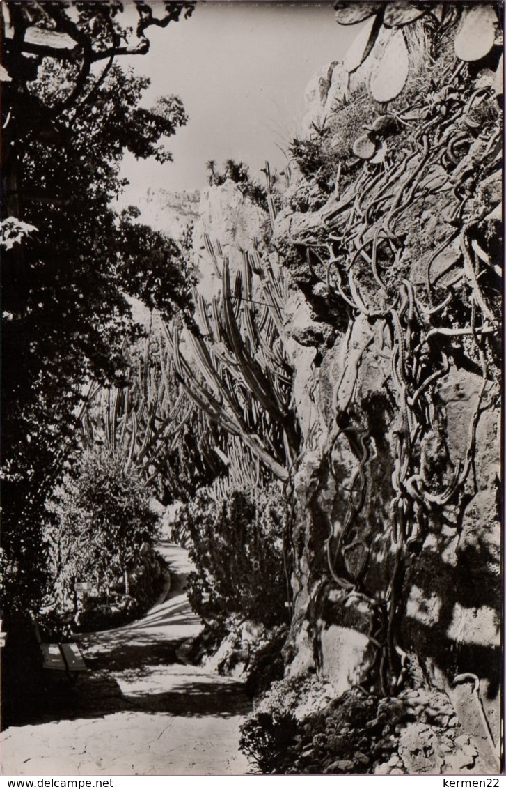 CPA JARDIN EXOTIQUE DE MONACO LA PERGOLA AUX BOUGAINVILLEES UN GROUPE DE CEREUS SERPENTAIRES - Jardin Exotique