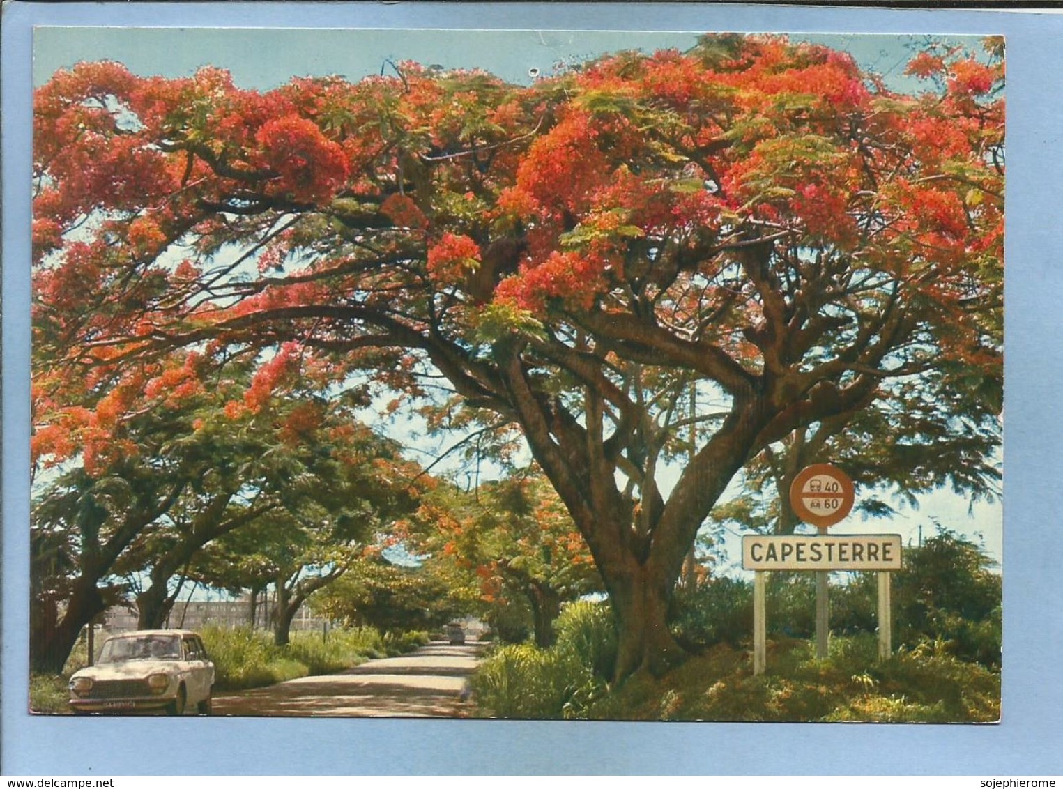 Capesterre Guadeloupe (971) Arbres Flamboyants 2 Scans Voiture - Otros & Sin Clasificación