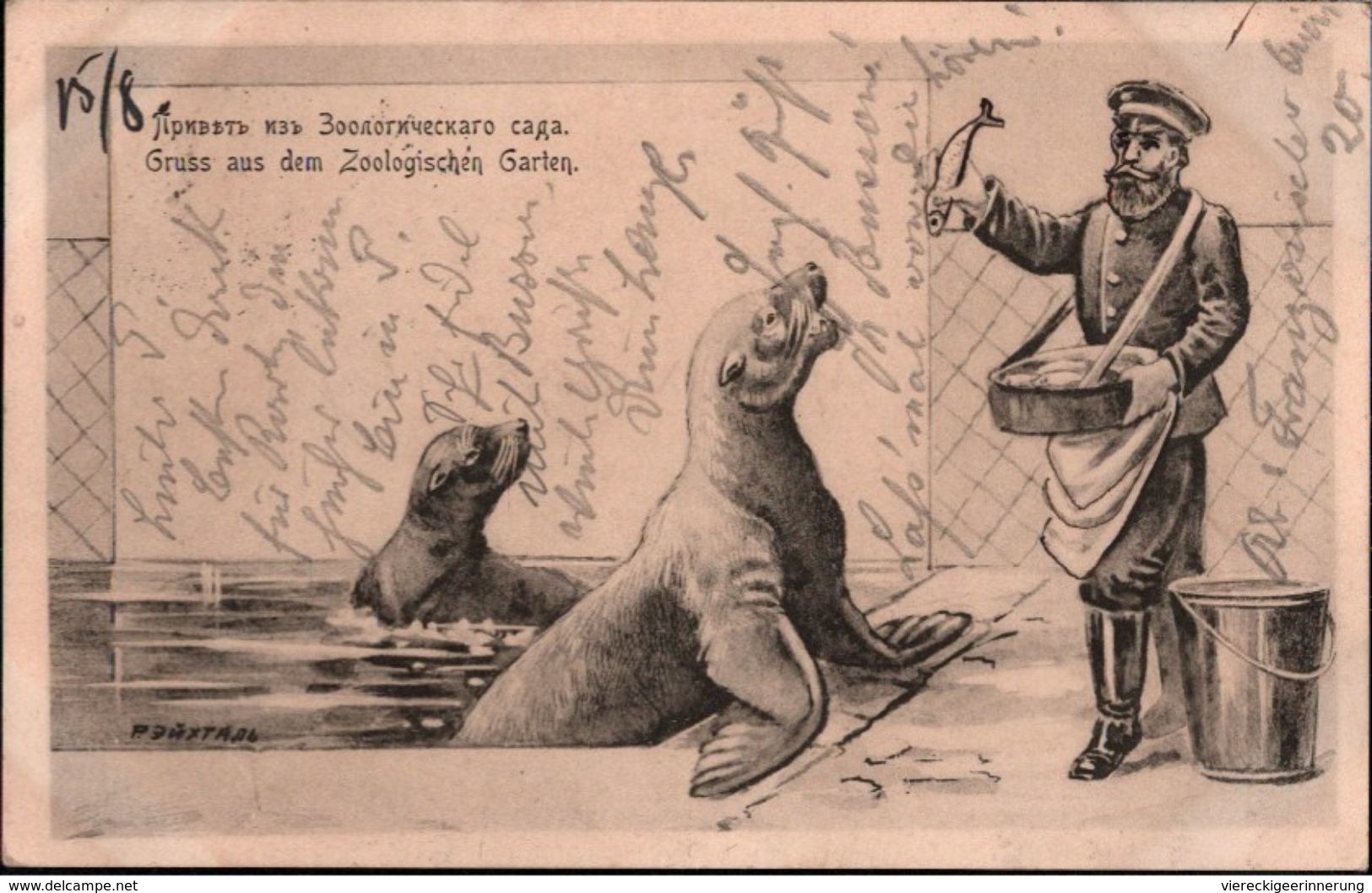 ! Alte Ansichtskarte ZOO, Tierpark, Walroß, Fisch, Fish, Rußland, Russia, 1903 - Russland