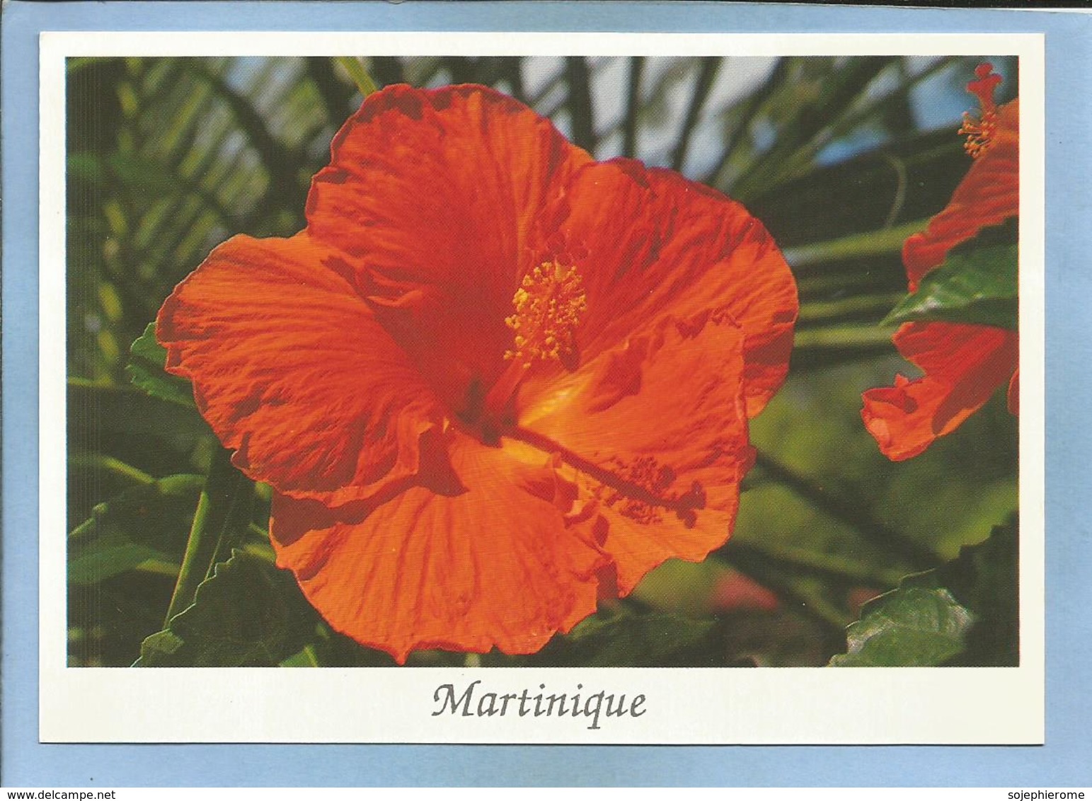 Martinique 972 Fleur D'Hibiscus 2 Scans - Other & Unclassified