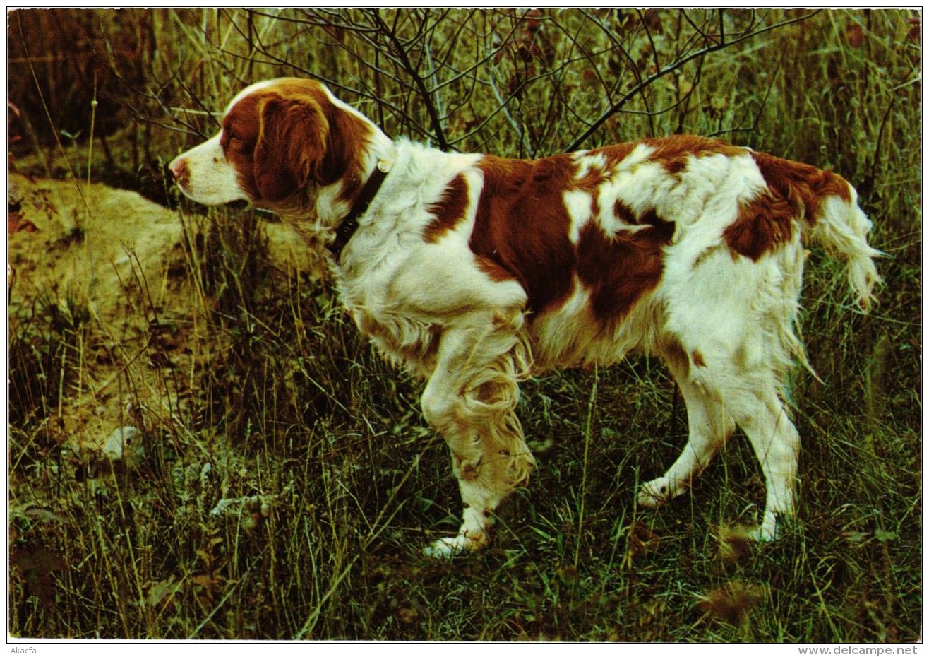 CPM English Setter CHIEN (717200) - Honden