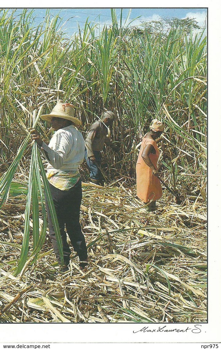 Amerique Antilles  Saison A Caribbean Season - Autres & Non Classés