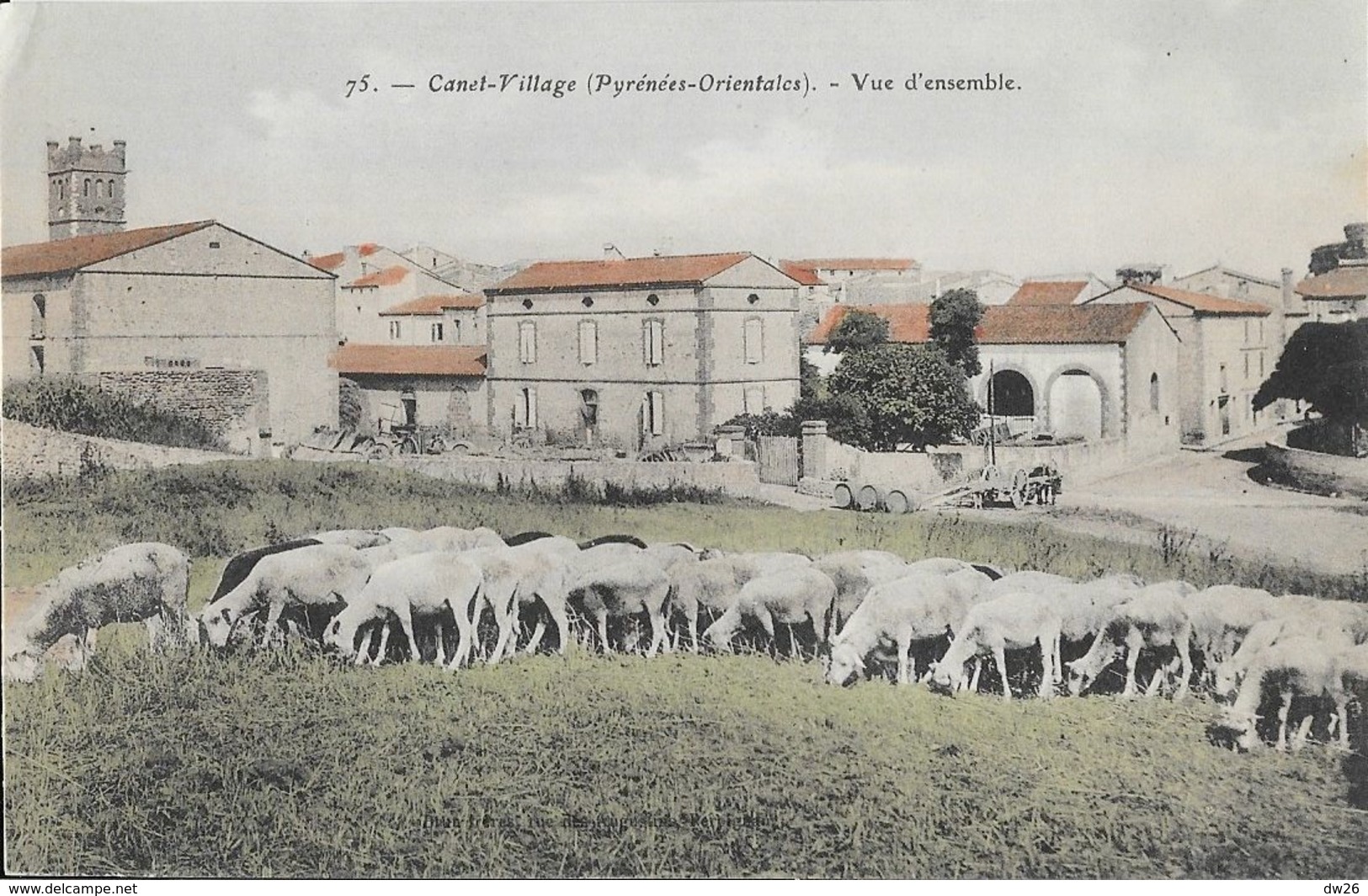 Canet-Village (Pyrénées-Orientales) - Vue D'ensemble, Troupeau De Moutons - Carte Colorisée N° 75 Non Circulée - Canet En Roussillon
