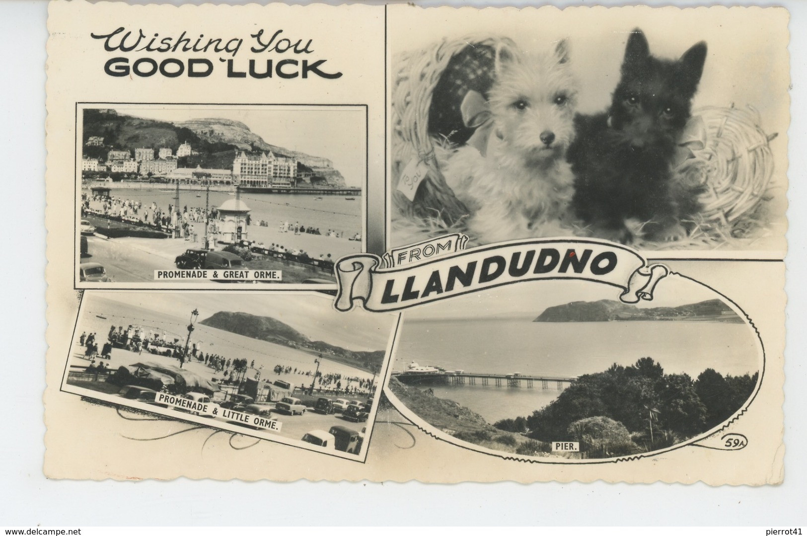 ROYAUME UNI - PAYS DE GALLES - Wishing You Good Luck From LLANDUDNO  (dogs - Chiens ) - Caernarvonshire
