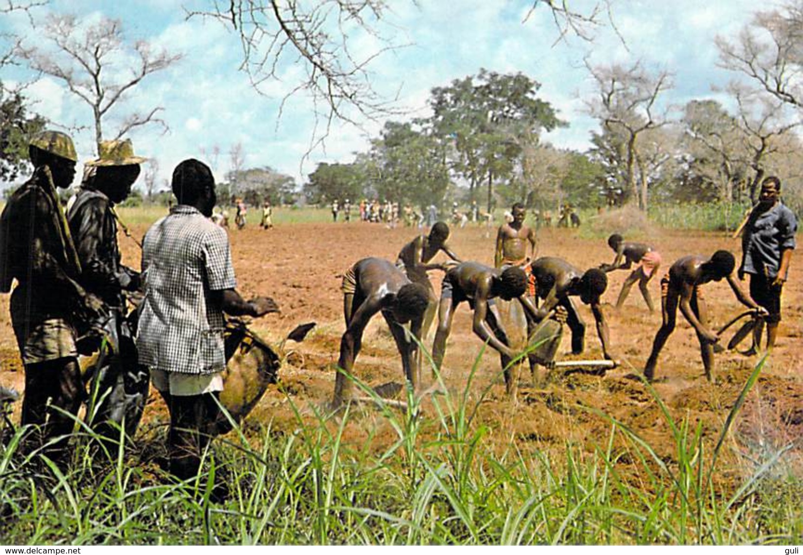 Afrique-BURKINA FASO En Pays TIERENGO NIENKAR Près De Banfora HUSAALE Culture *PRIX FIXE - Burkina Faso