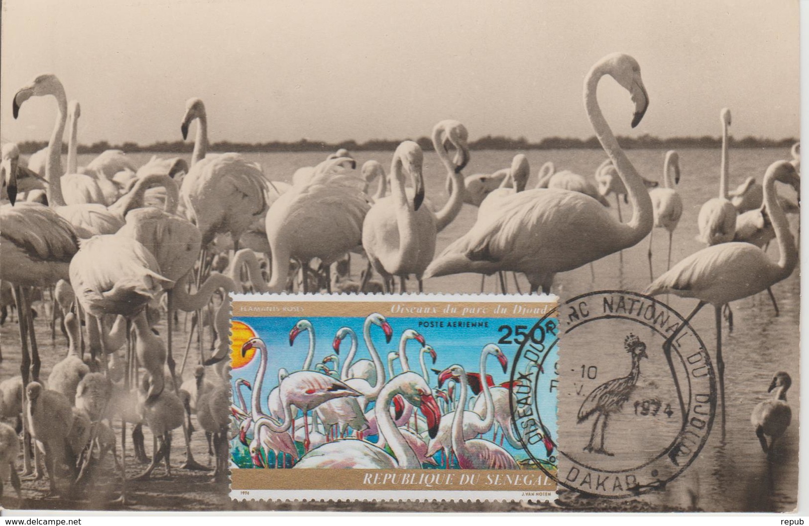 Carte Maximum Oiseaux Sénégal PA 139 Flamants Roses - Sénégal (1960-...)