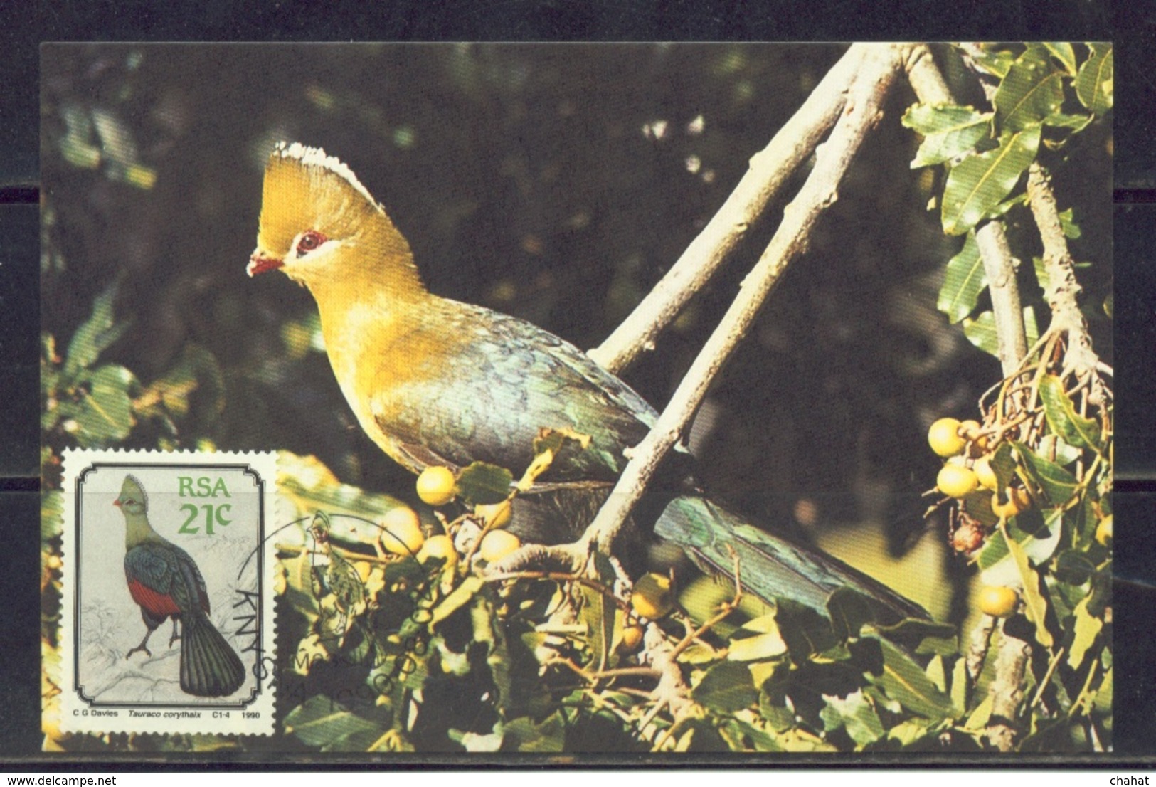 BIRDS-KNYSNA TURACO-MAXIMUM CARD-SOUTH AFRICA-1990-SCARCE-MNH-MC-49 - Cuco, Cuclillos