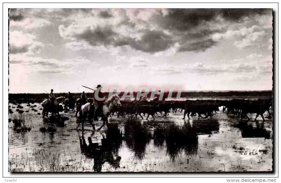 Camargue - Un Gasado - Traversee D&amp;#39un Marais - Passage In A Marsh - CPA - Altri & Non Classificati