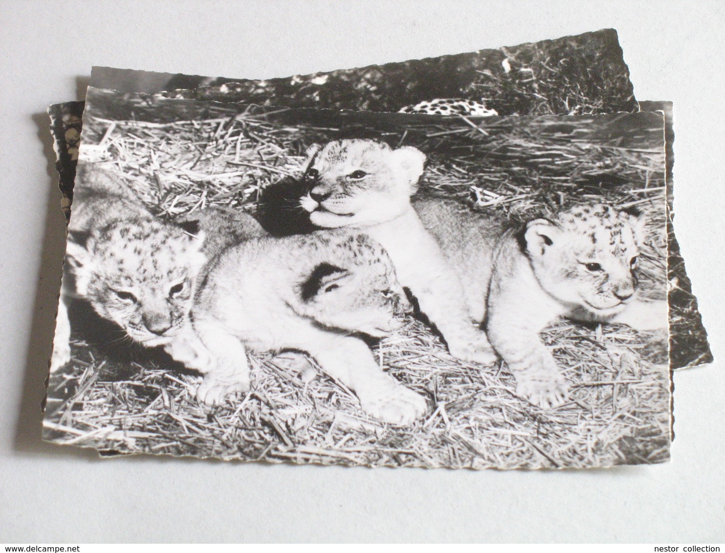 Génoline Colocrine Lionceaux, Panthère Noire, Guépard 3 Cartes Publicitaires 1959 Lions Félins - Lions