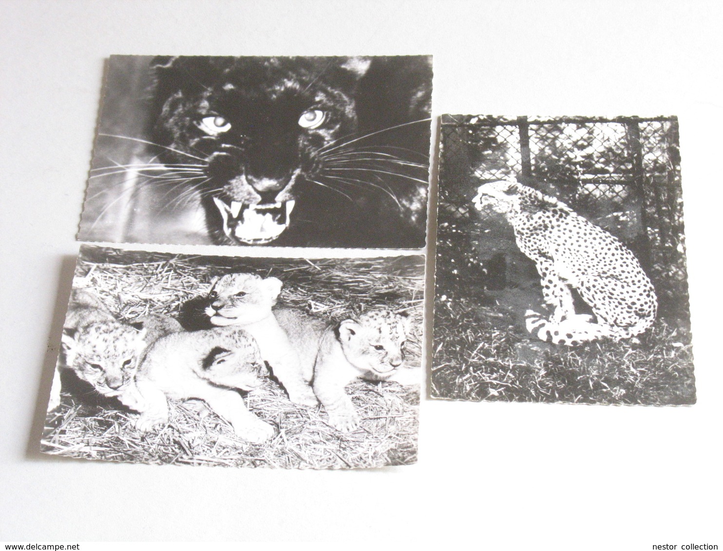 Génoline Colocrine Lionceaux, Panthère Noire, Guépard 3 Cartes Publicitaires 1959 Lions Félins - Lions