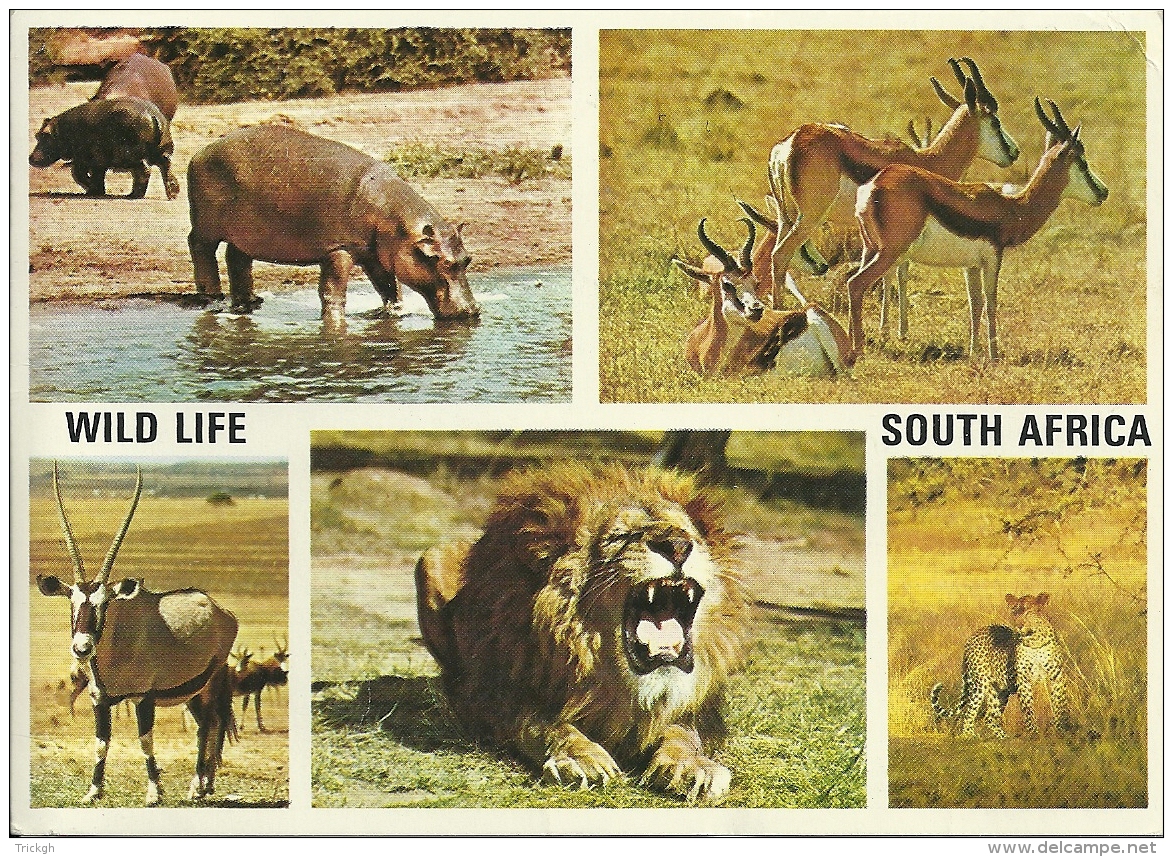 South-Africa Wildlife - Autres & Non Classés