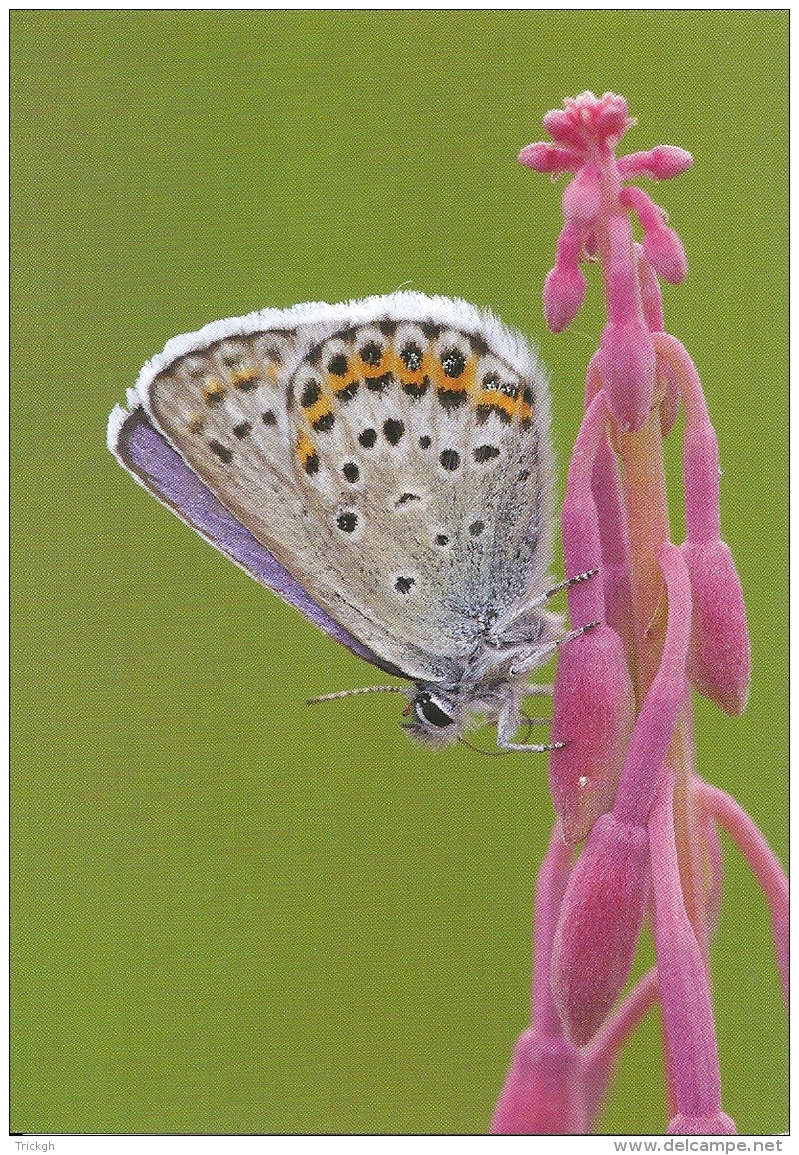 Plebejus Idas Azuré Du Genêt Vals Heideblauwtje Idas Blue - Mariposas