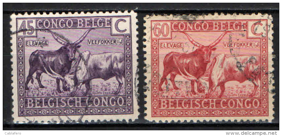 CONGO BELGA - 1925 - BESTIAME DEI WATUSSI - USATI - Usati