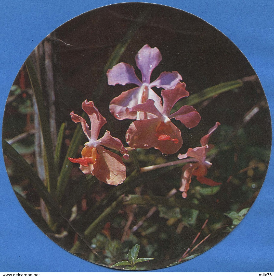 GUYANE FRANCAISE - FLORE - Orchidée / Orchid - Autres & Non Classés