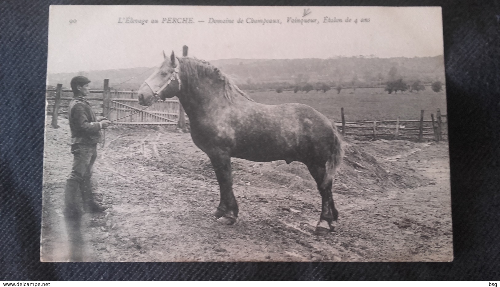 CPA 28 L'élevage De Perche - Domaine De Champeaux - Vainqueur étalon De 4 Ans - Nogent Le Rotrou