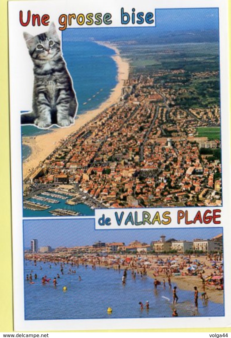 34- Une Grosse Bise De Valras- Chat -neuve - Chats