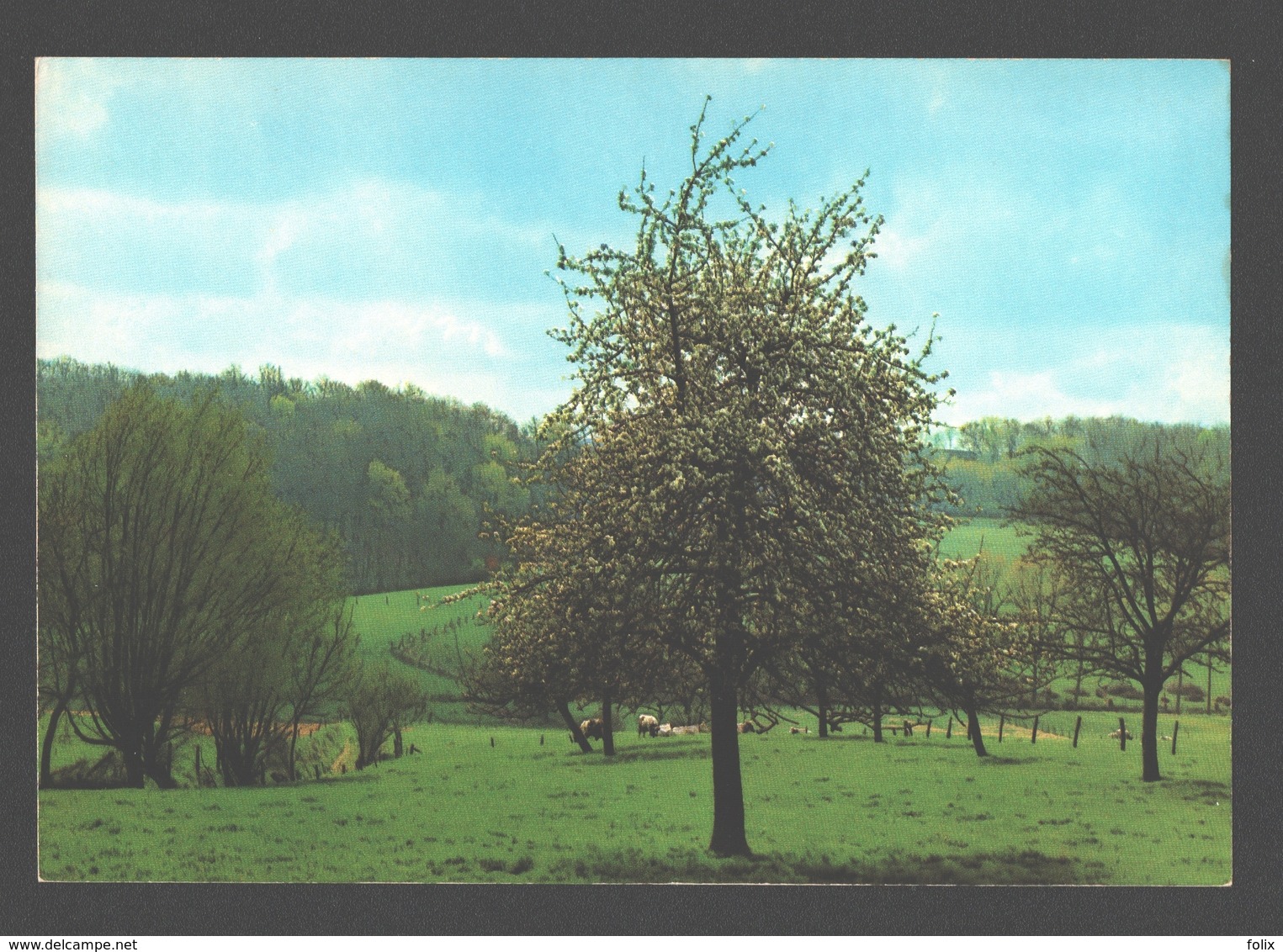 Kwaremont - Beiaardbeekbos - Kluisbergen