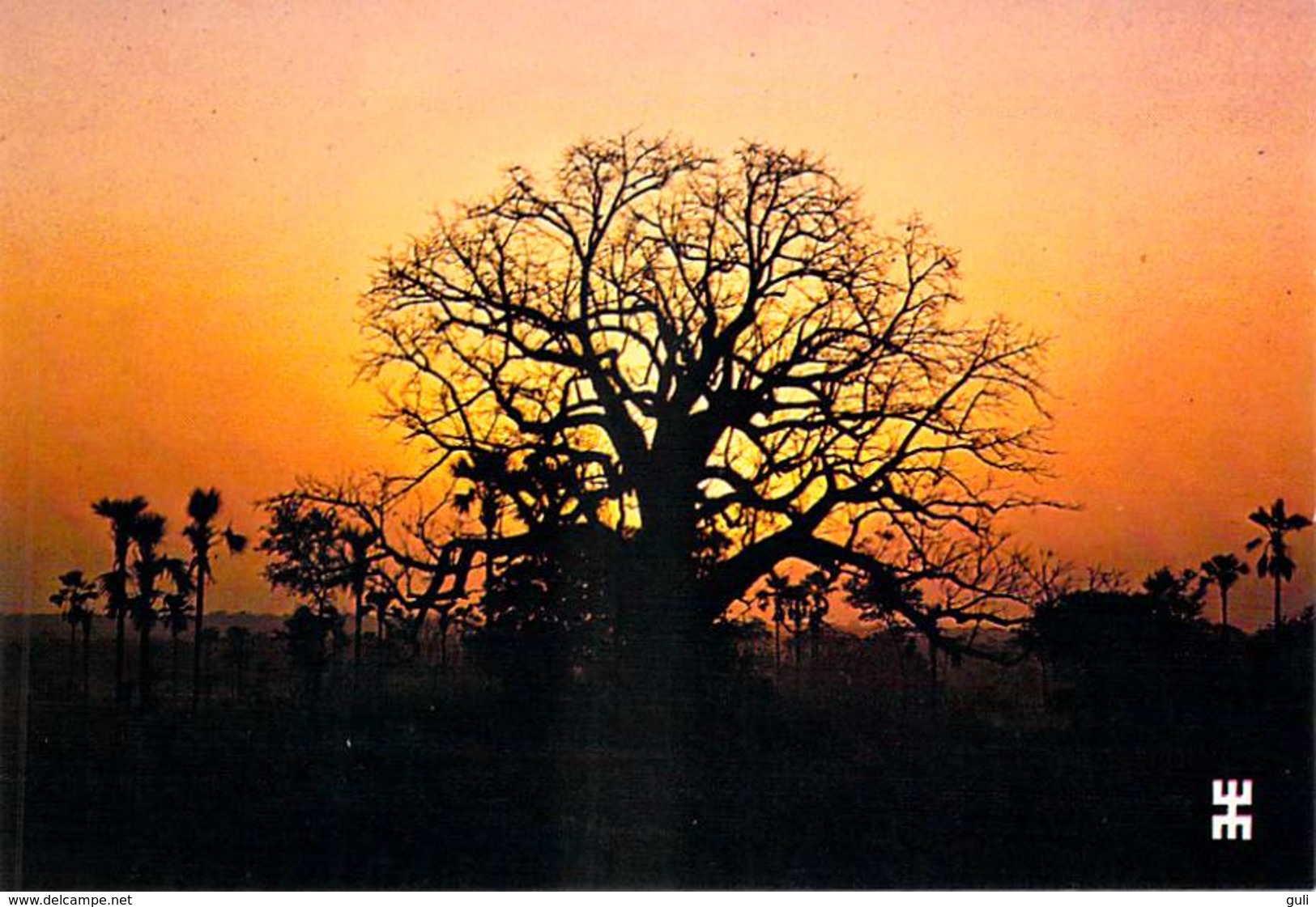 Afrique-BURKINA FASO  Le Baobab Géant De La Savane Soleil Couchant (arbre Tree Sunset)*PRIX FIXE - Burkina Faso