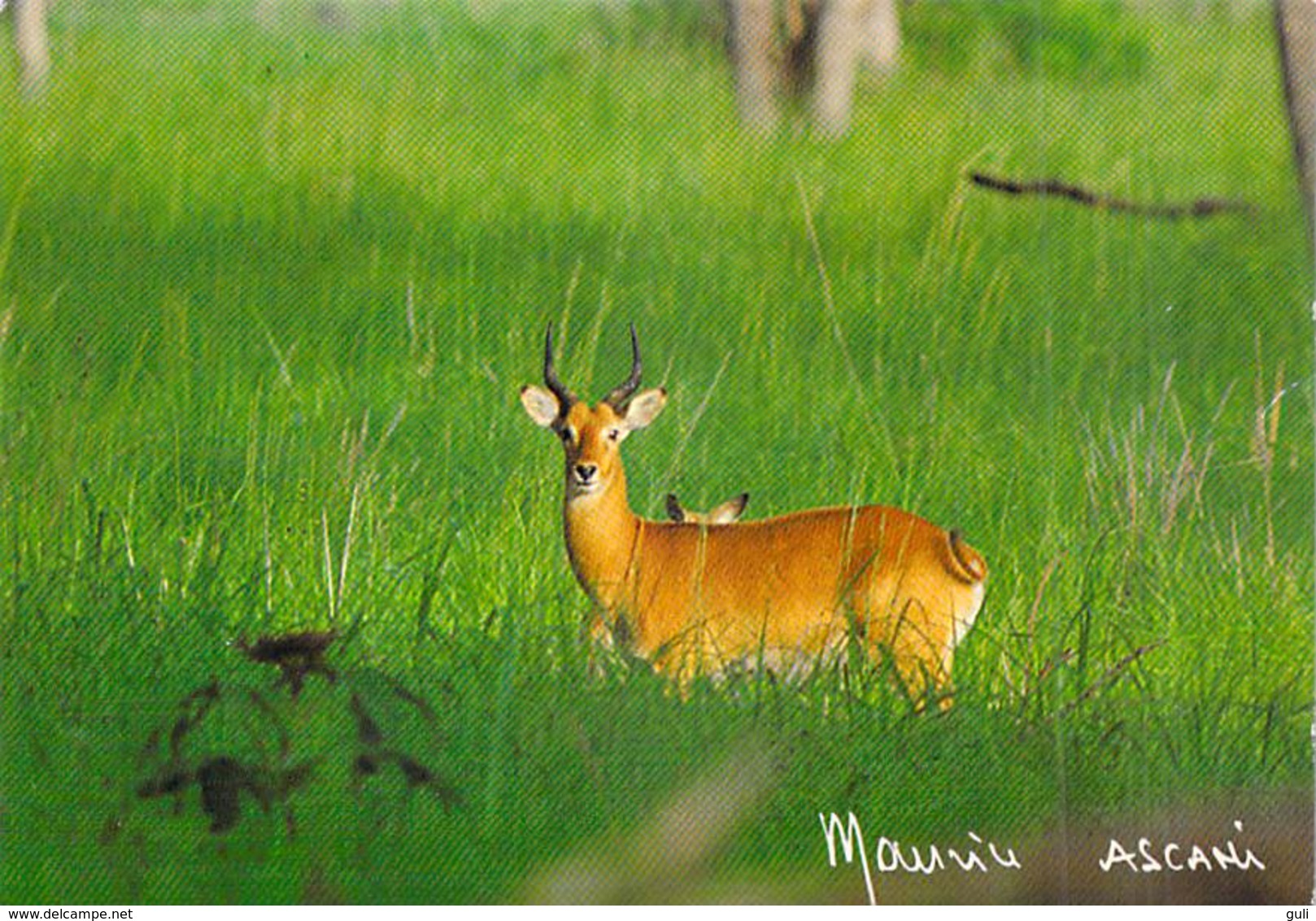 Afrique > NIGER  COB De BUFFON Parc Du W (Kobus Kob Cobe Antilope)  MAURICE ASCANI 66  *PRIX FIXE - Niger