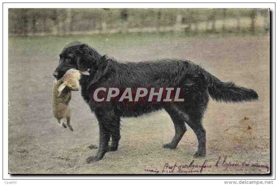 CPA Chasse Chien Lapin - Chasse