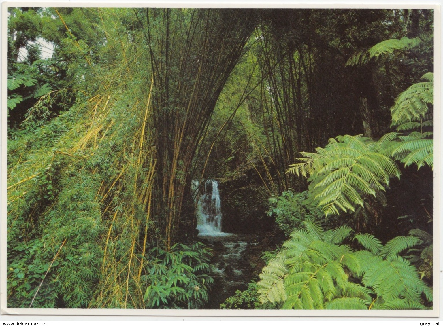 Akaka Falls State Park, Near Hilo, Island Of Hawaii, Unused Postcard [21708] - Hilo