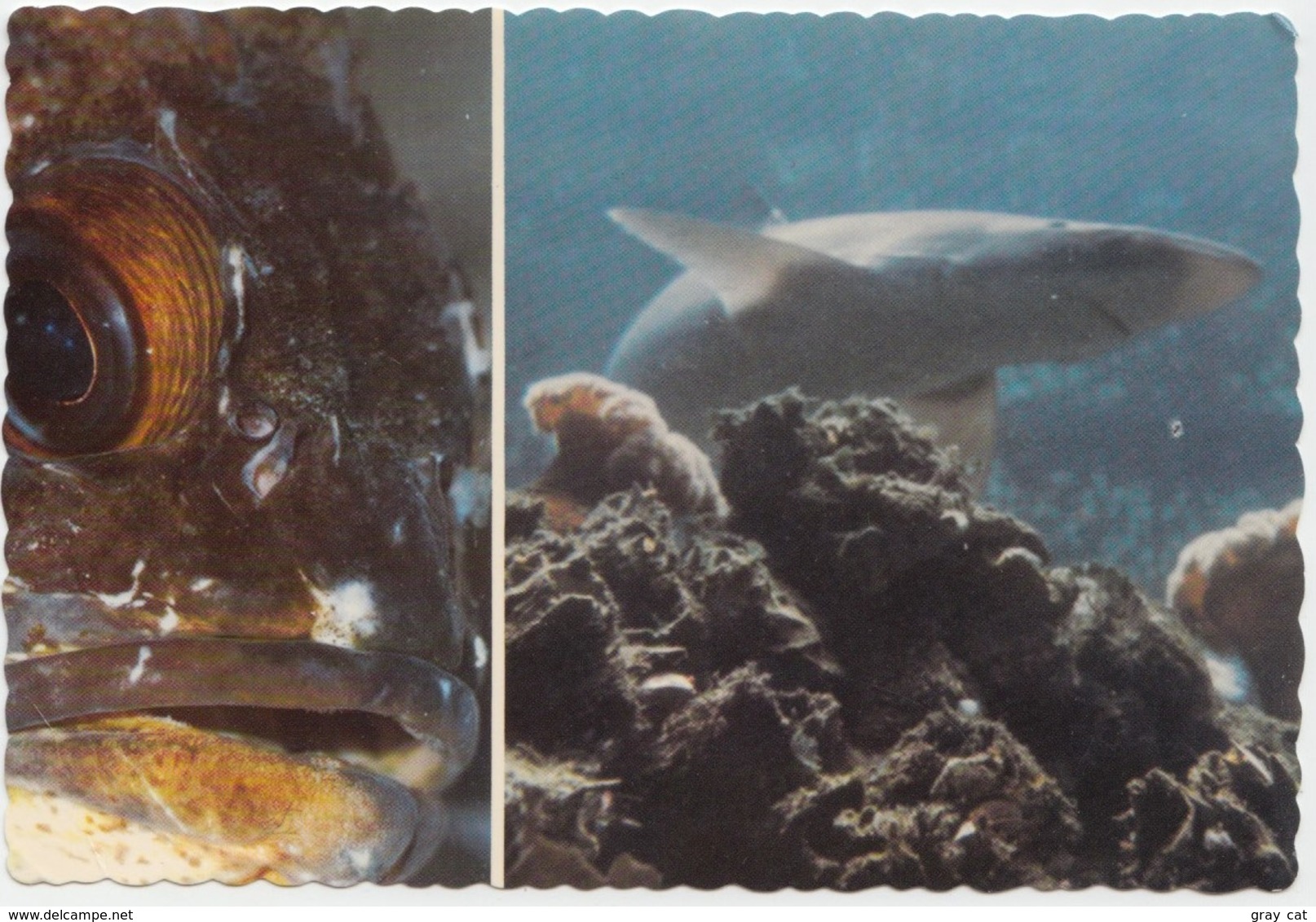 Rockcode And Shark, Undersea Gardens, Canada, Unused Postcard [21719] - Autres & Non Classés