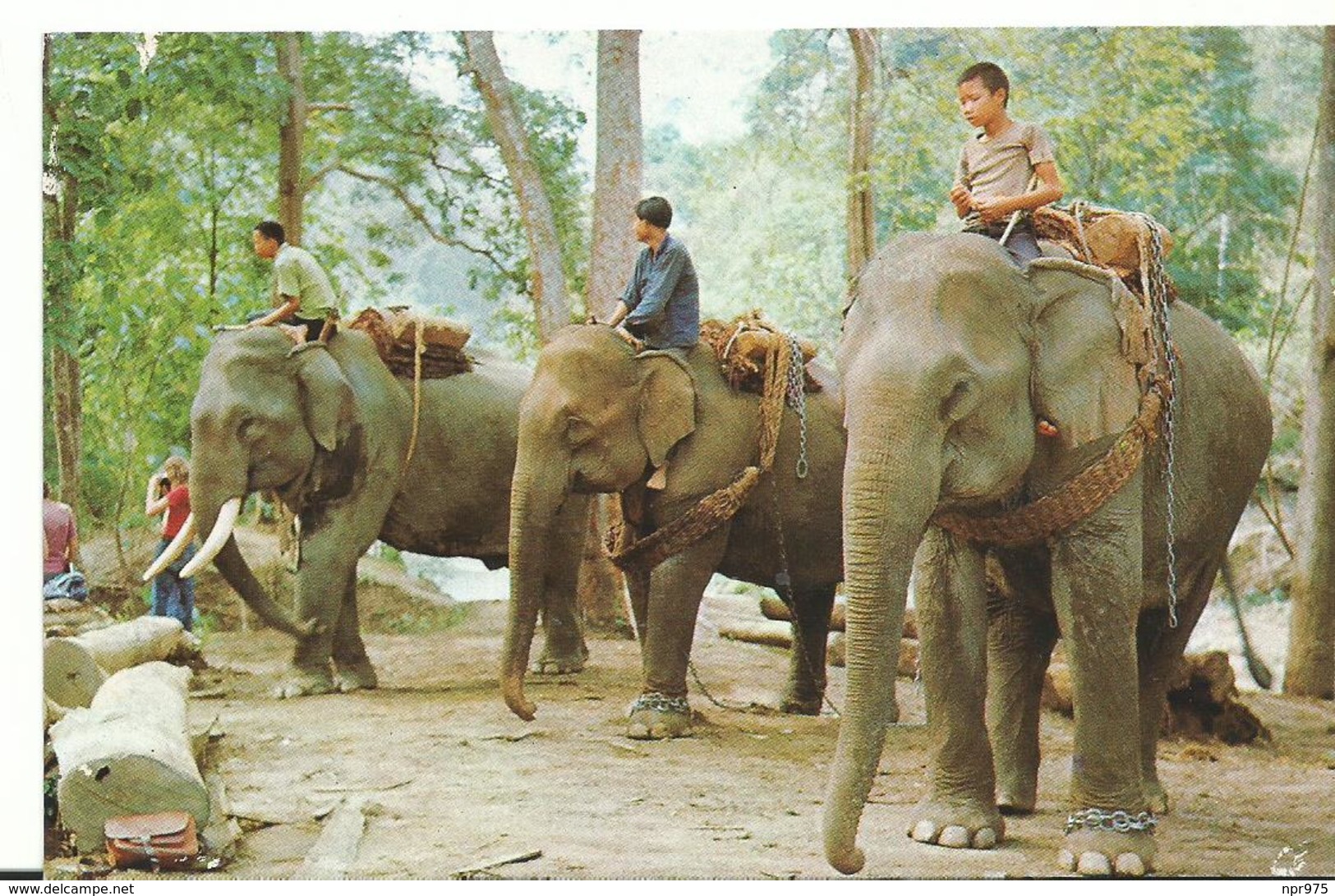 Thailand    Trained  Elephants  Before Performing - Thailand