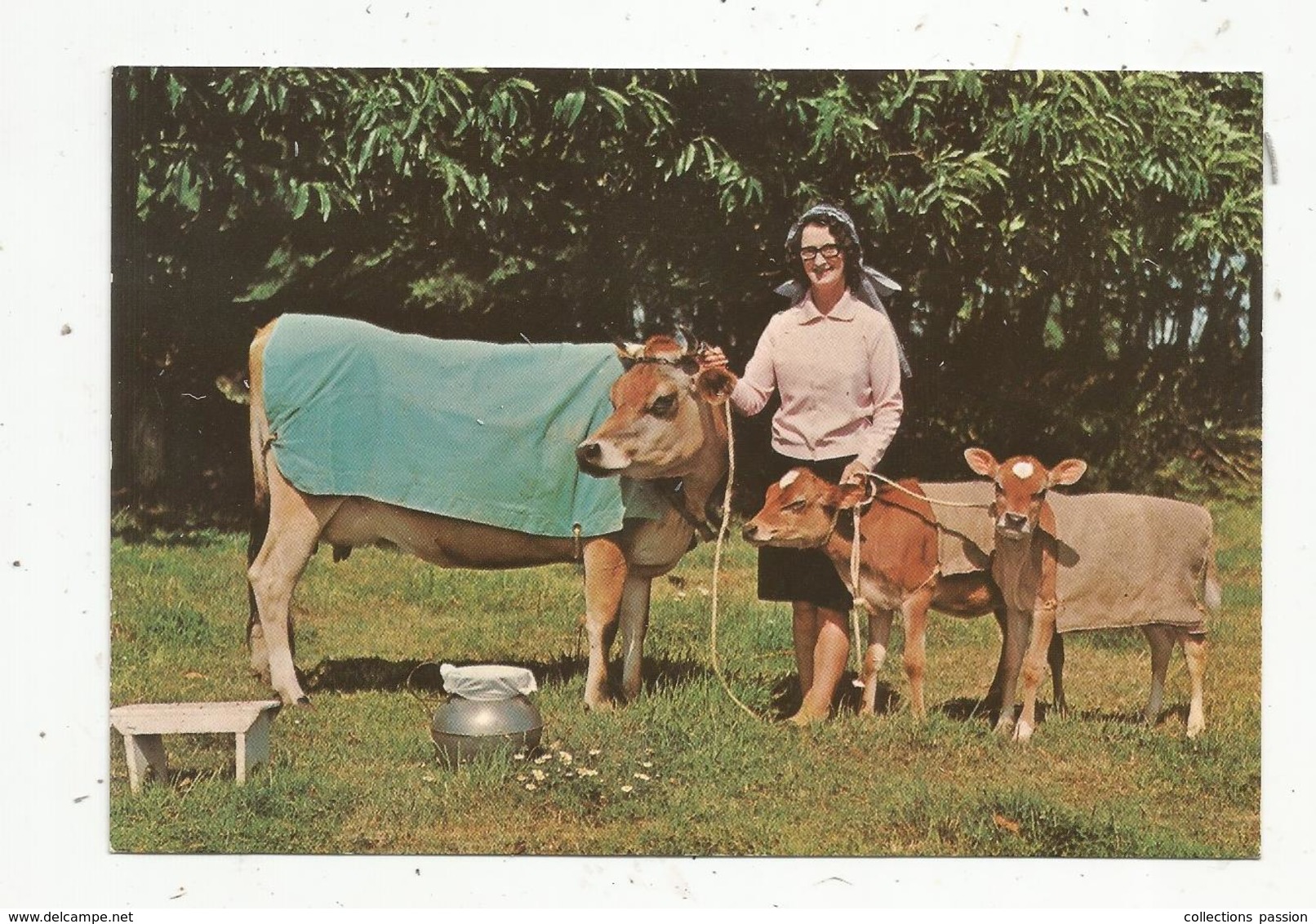 Cp , Animaux , Vache ,veaux , JERSEY COW ,Channel Island , Vierge ,ed. L.P.O. - Vaches