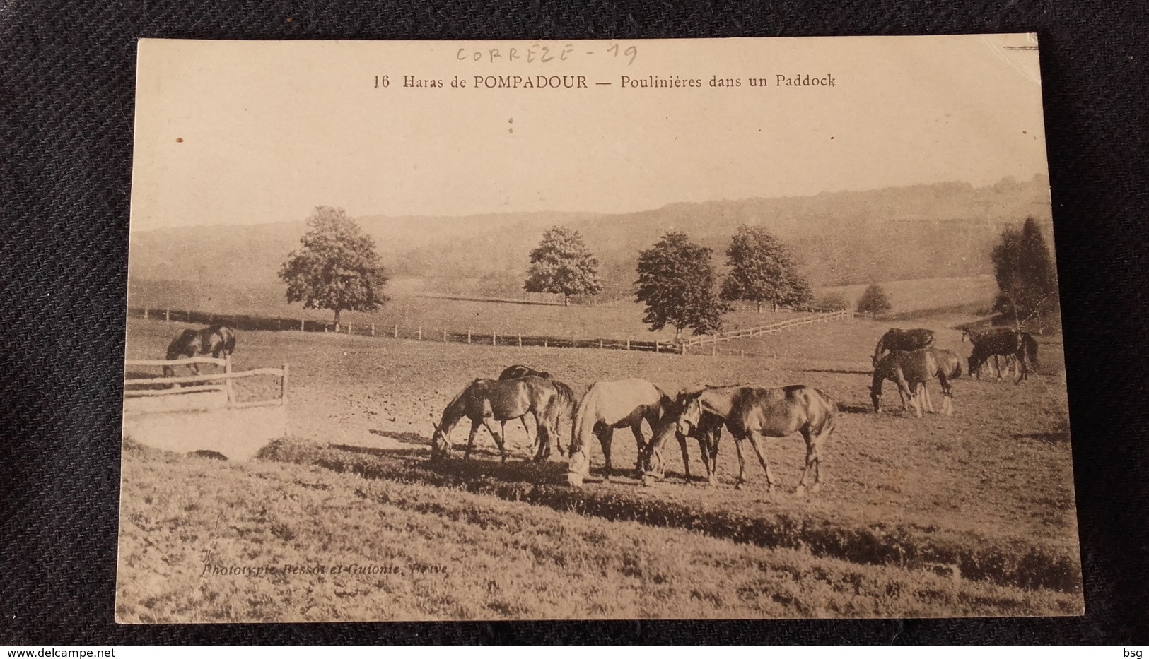 CPA 19 Corrèze - Haras De Pompadour Poulinières Dans Un Paddock - Autres & Non Classés