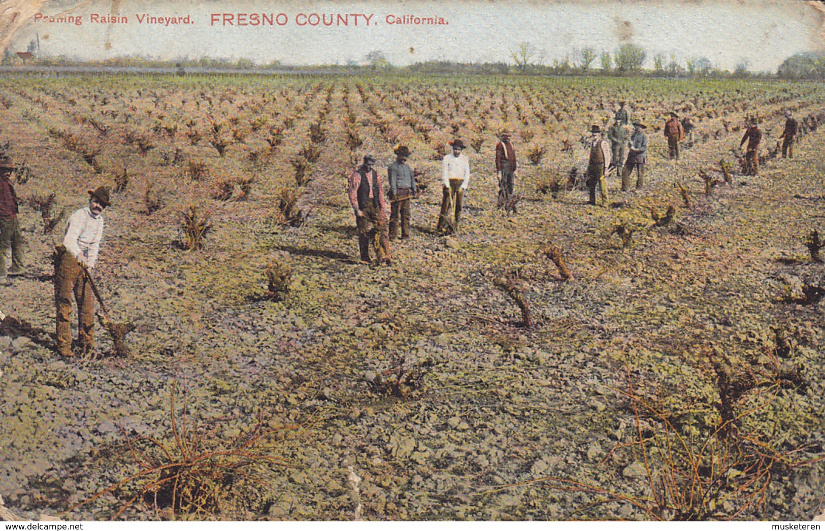 United States PPC Pruning Raisin Vineyard FRESNO COUNTY California 1908 To Denmark (2 Scans) - Fresno