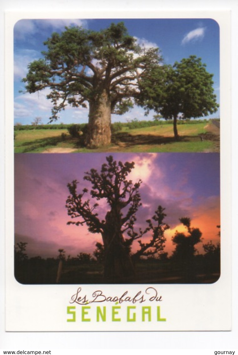 Sénégal - Les Baobabs Du Sénégal (photo AM Breger) - Sénégal