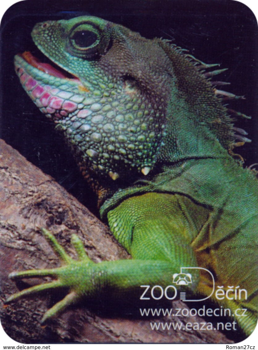 Zoo Decin (CZ) - Agama - Animals & Fauna